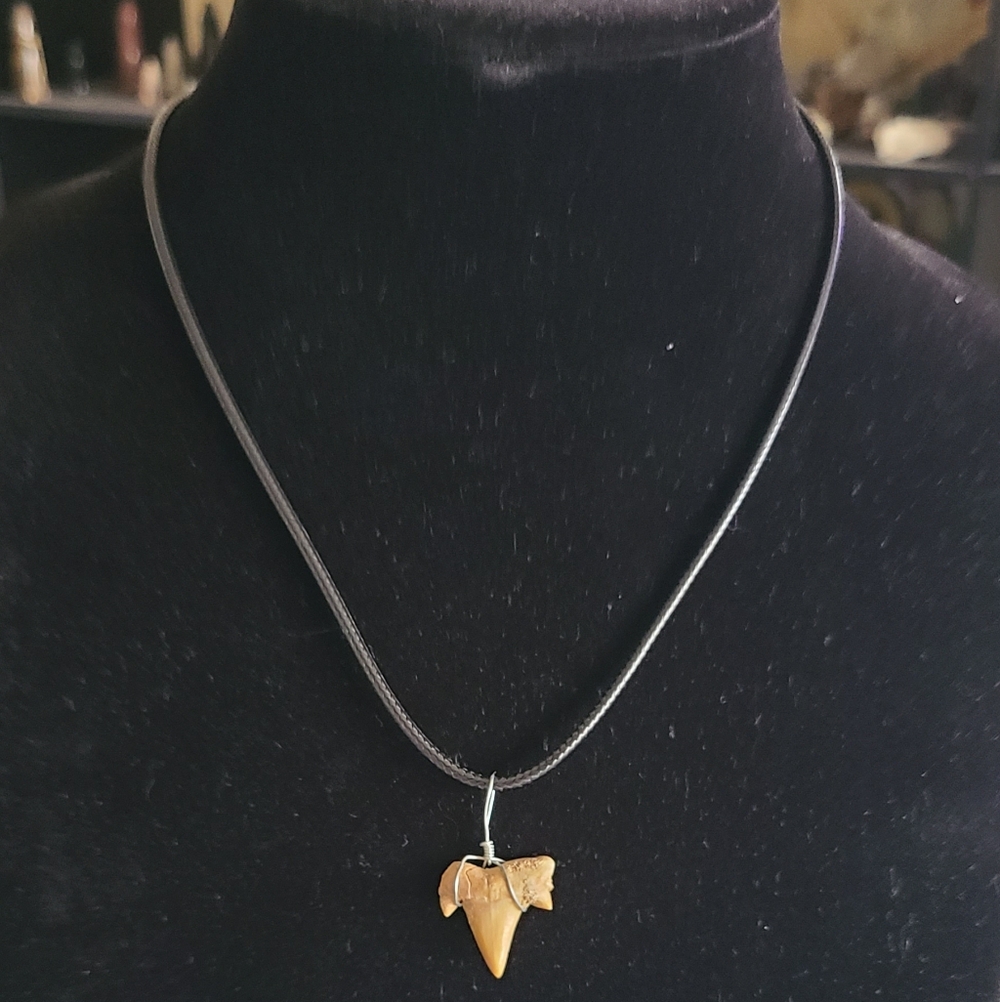 Natural Fossil Shark Tooth Pendant Necklace - Picture 2 of 5